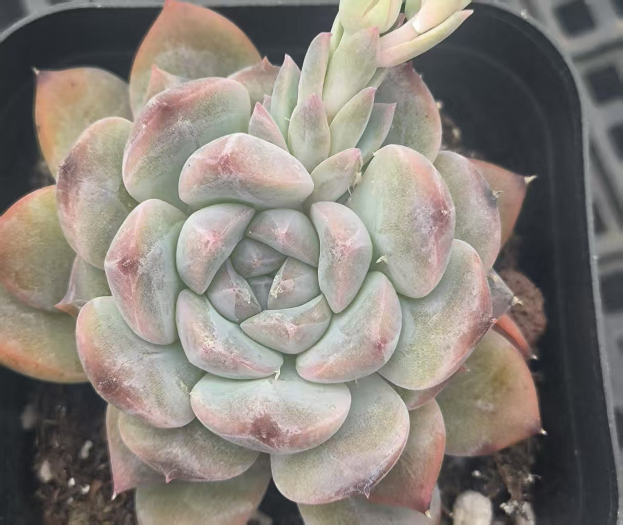 RDD301 シュガークリスタル (5cm pot)