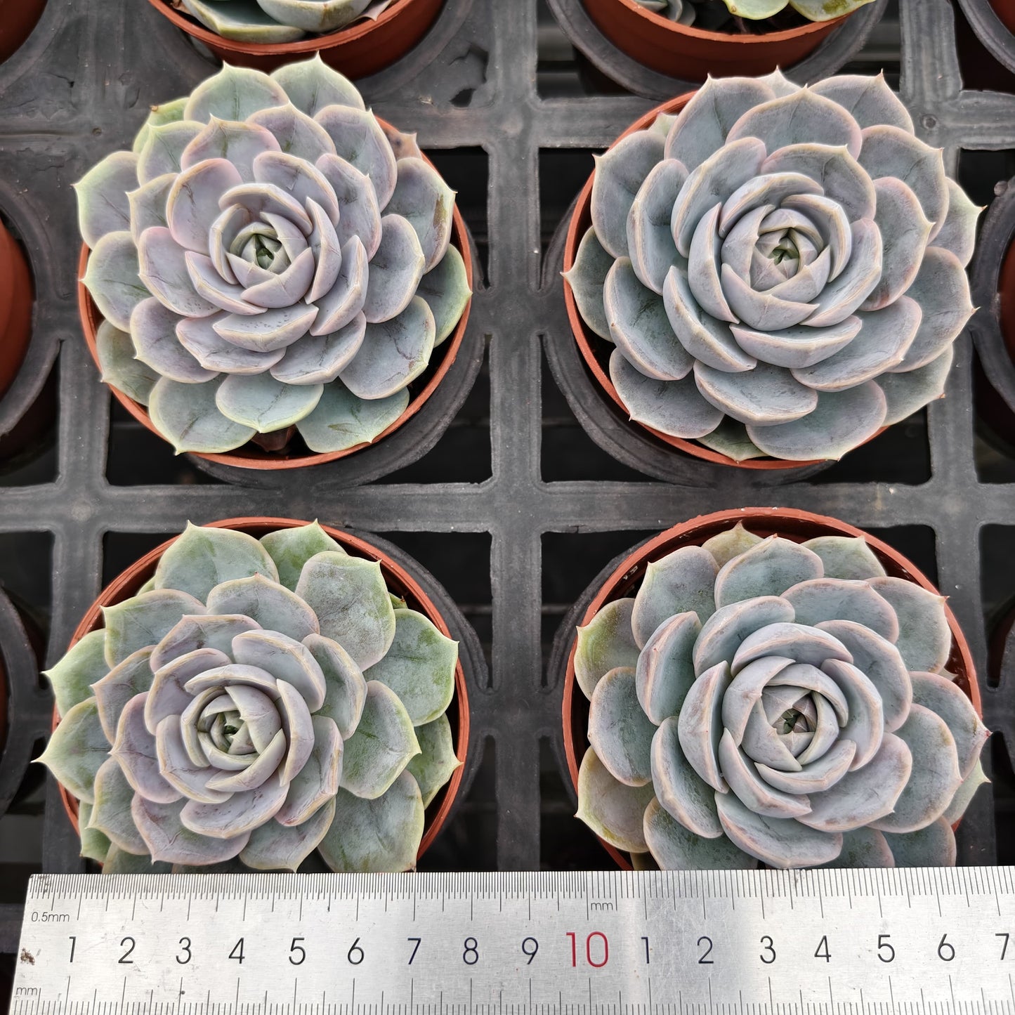 ZXX024 ブルーサプライズ(9cm pot)