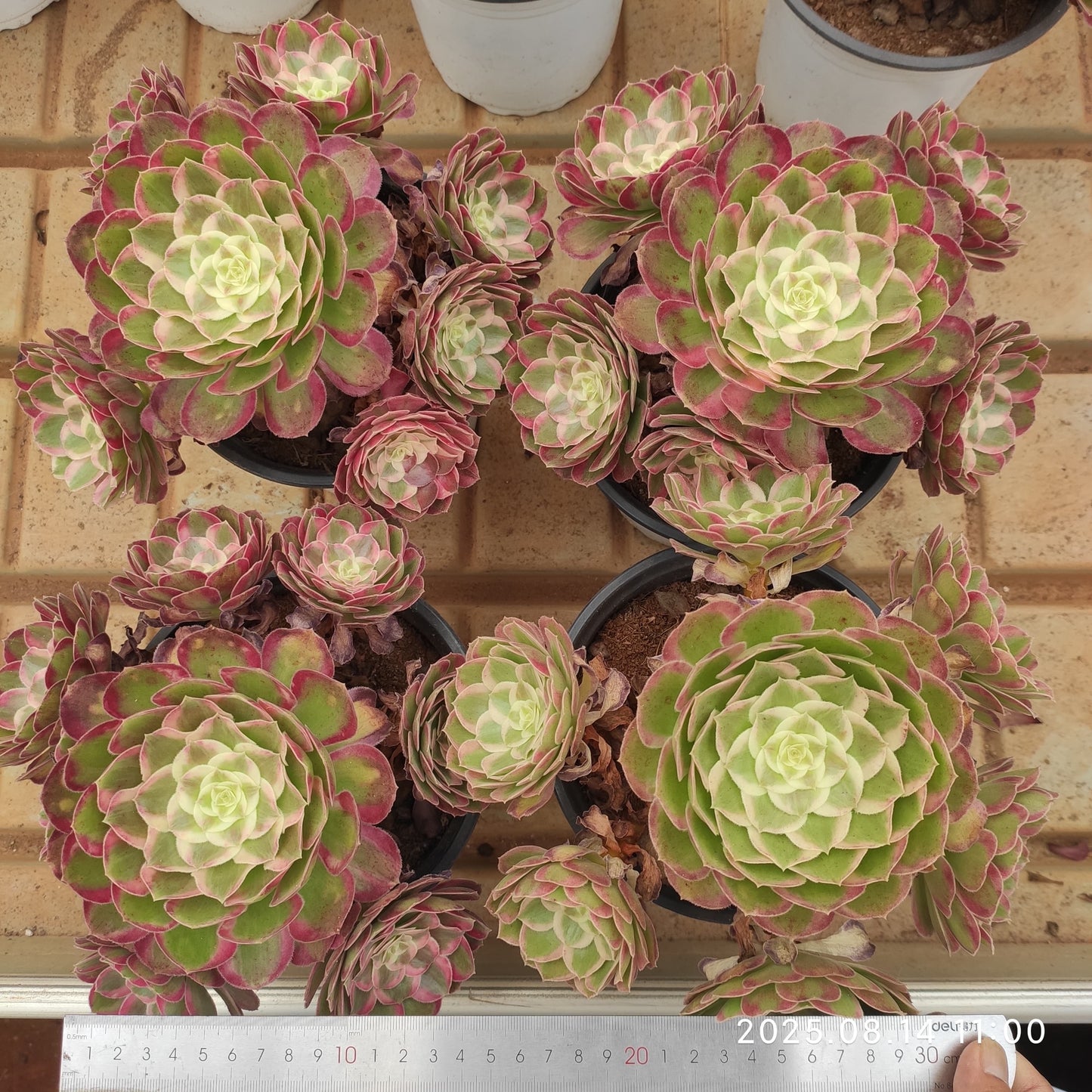 YS264 ピーコック フェザーズ(17cm pot)