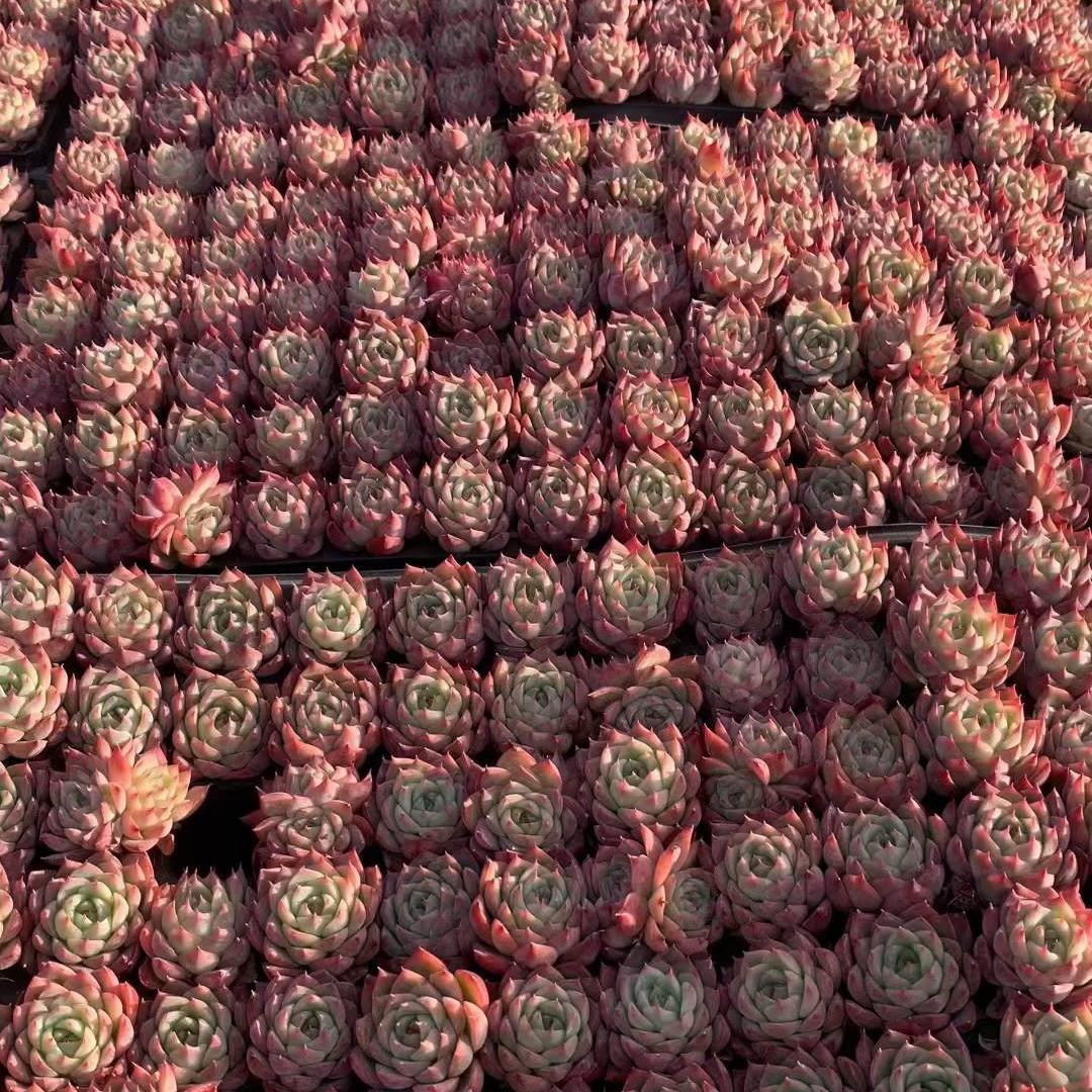 23438 ピンククリスタルローズ(3cm pot)(ポット苗)