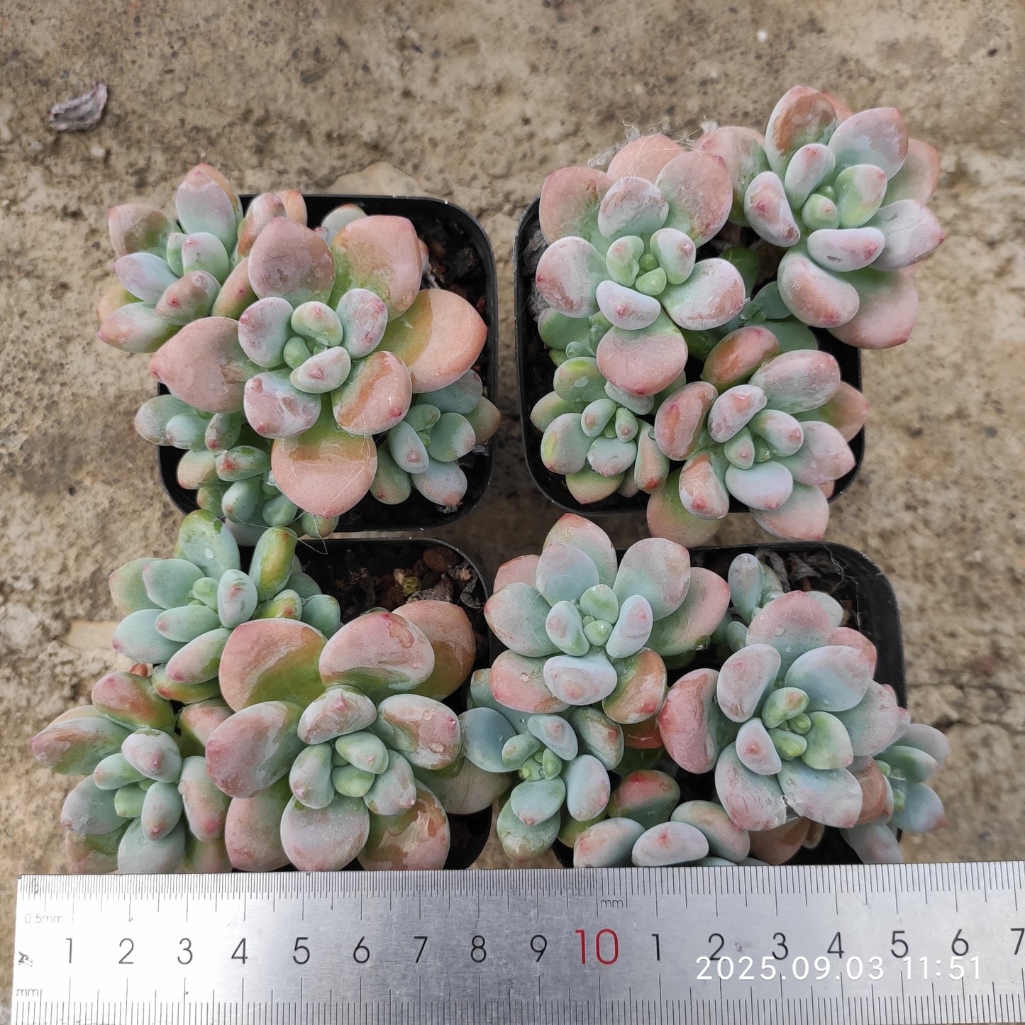ZZA076 レジェンド(7cm pot)