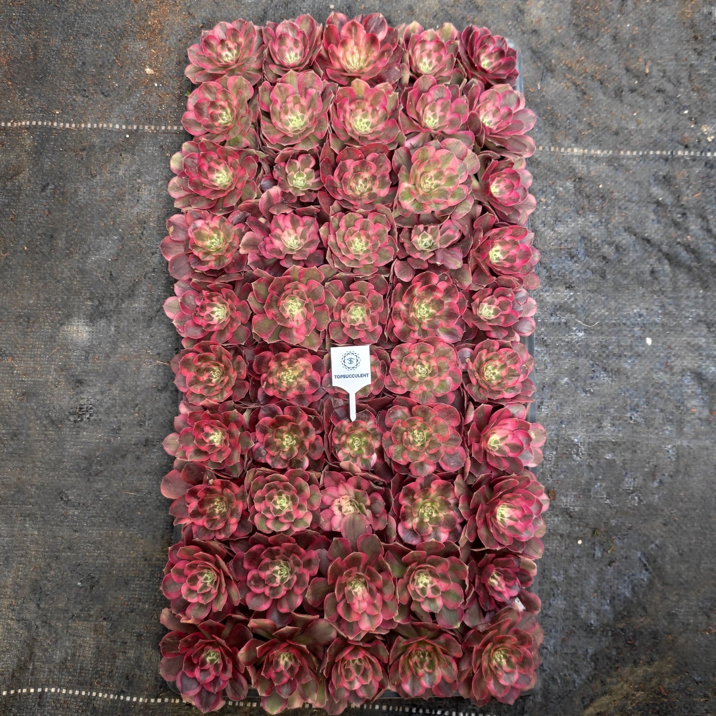 24625 フレーム ロータス