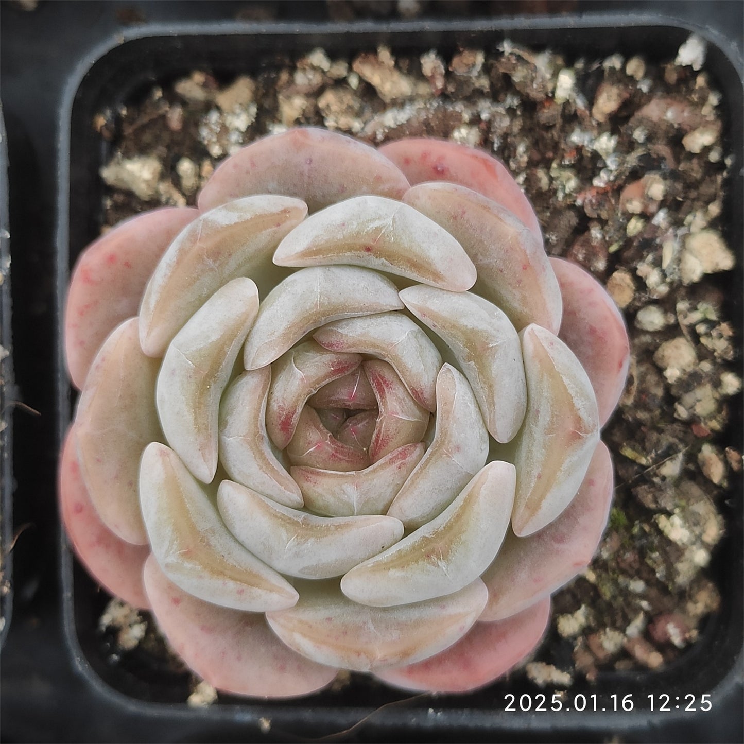 WWA316 アイスクリスタル(氷の結晶) (5.5cm pot)