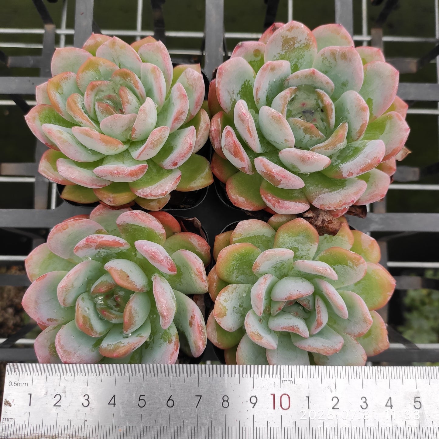 MMT528 スターマーク(7cm pot)