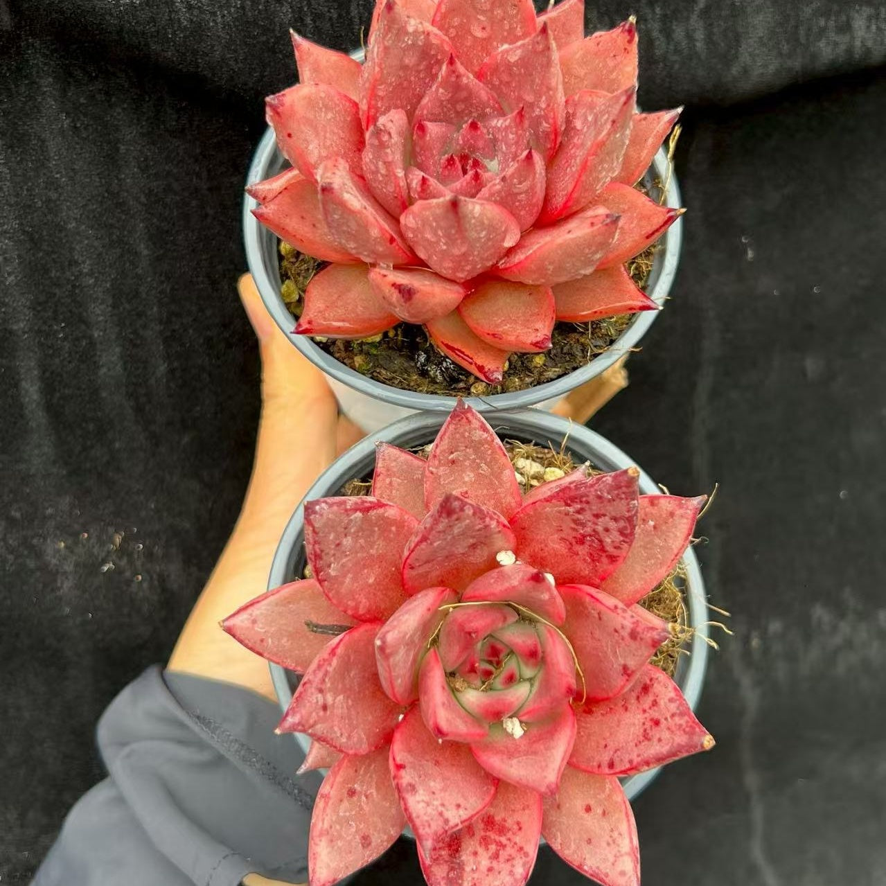 BL1888 ロメオ(9cm pot)