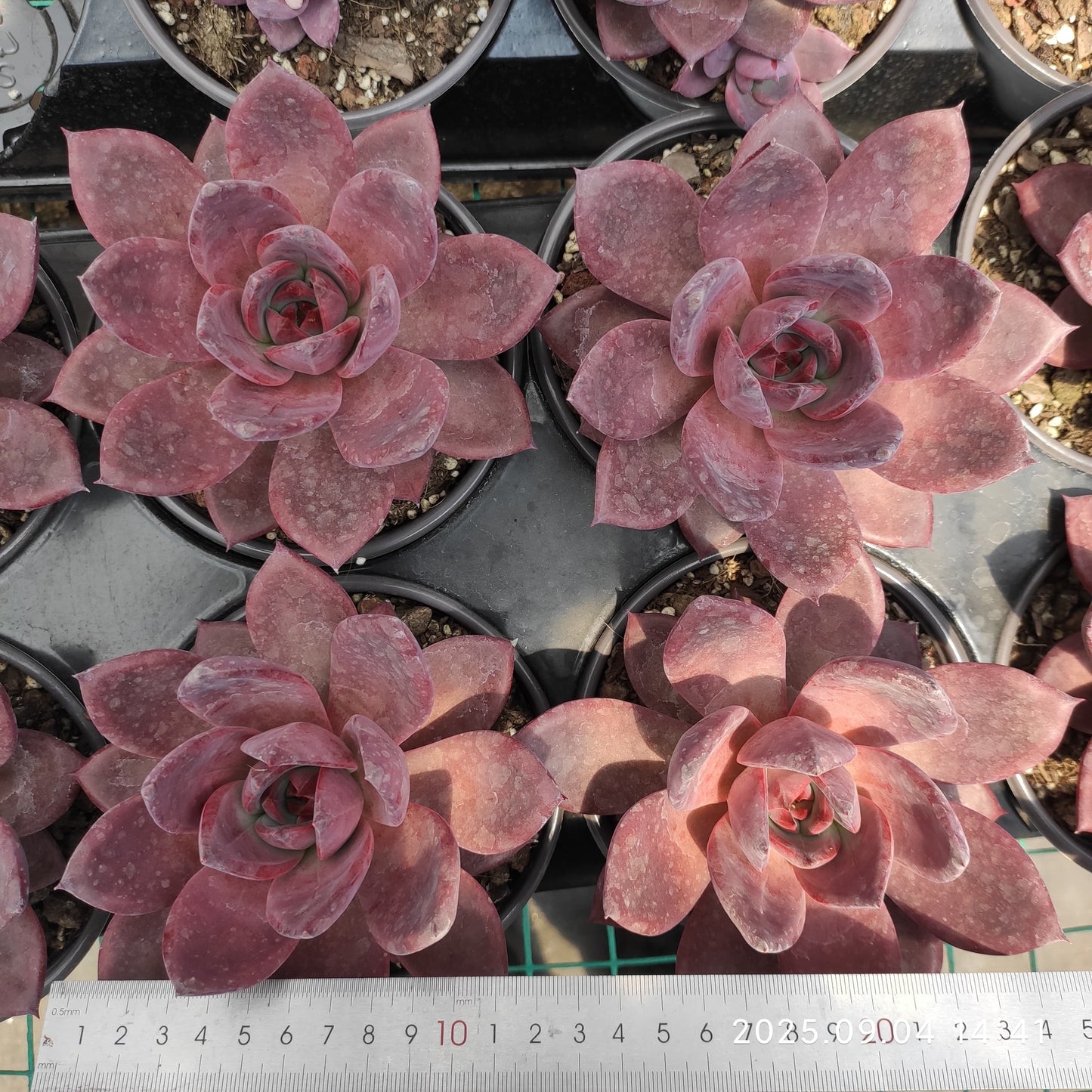 MMY1171 ブラウン シュガー カード(12cm pot)