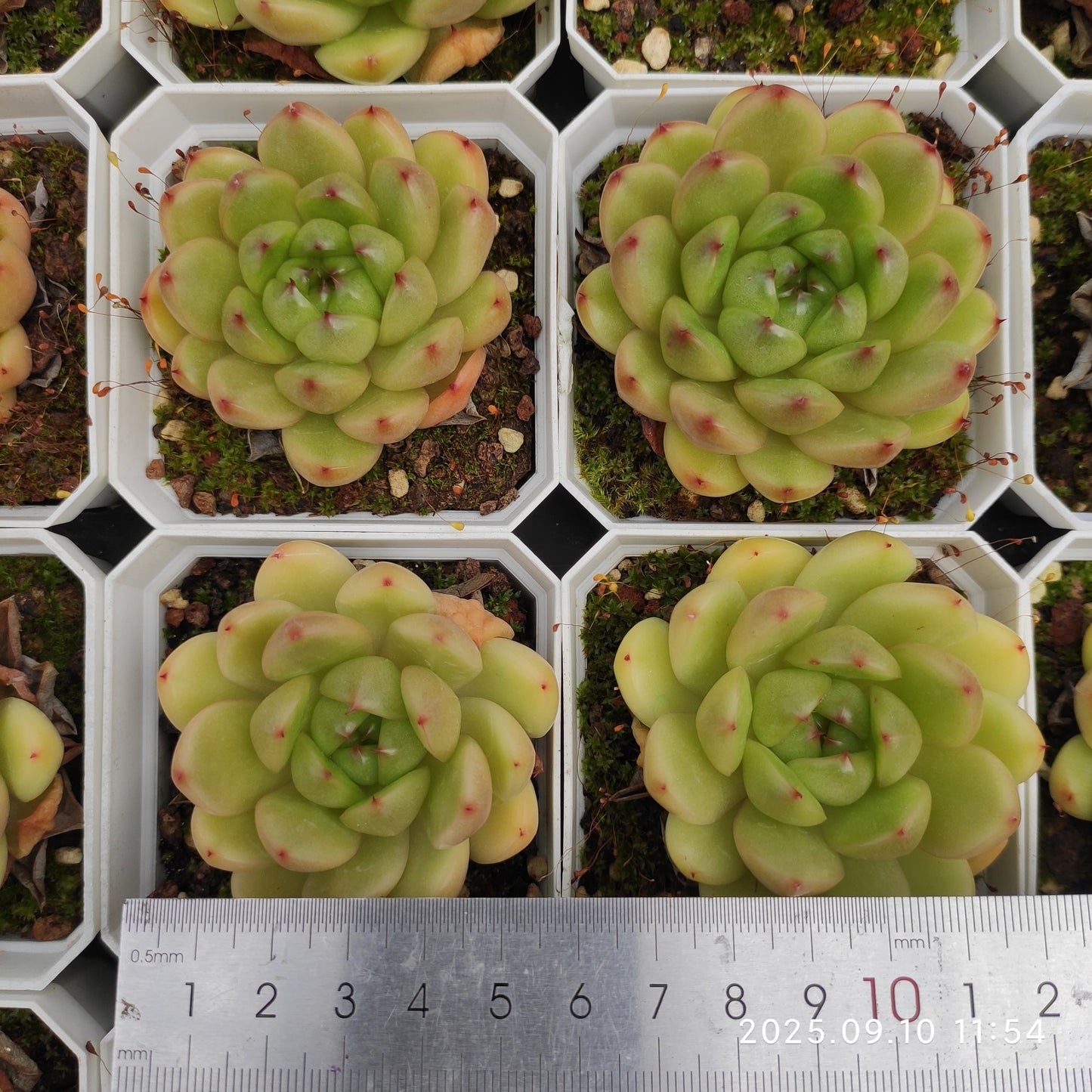 HG001 アメイジング グレース x ジェニー(7cm pot)