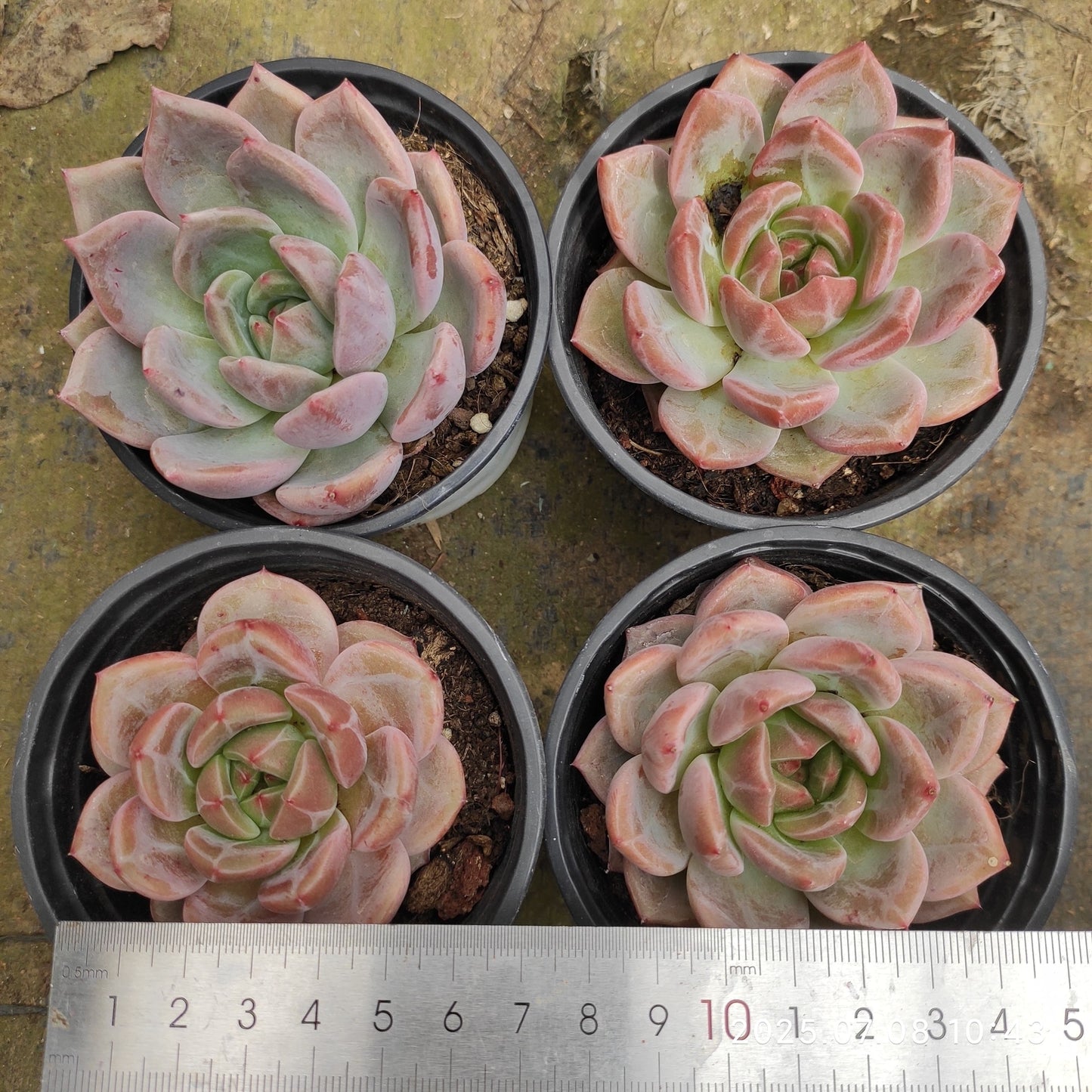 DQ082 オレンジモンローQ(9cm pot)