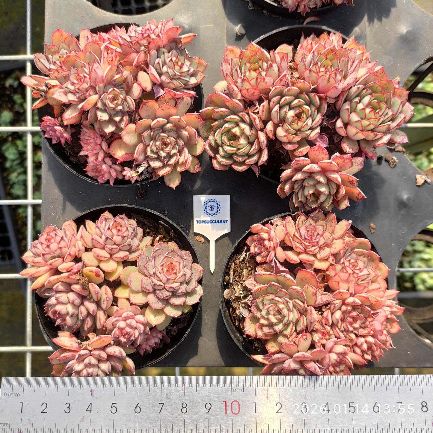 22438 ドリーム ローズHyb