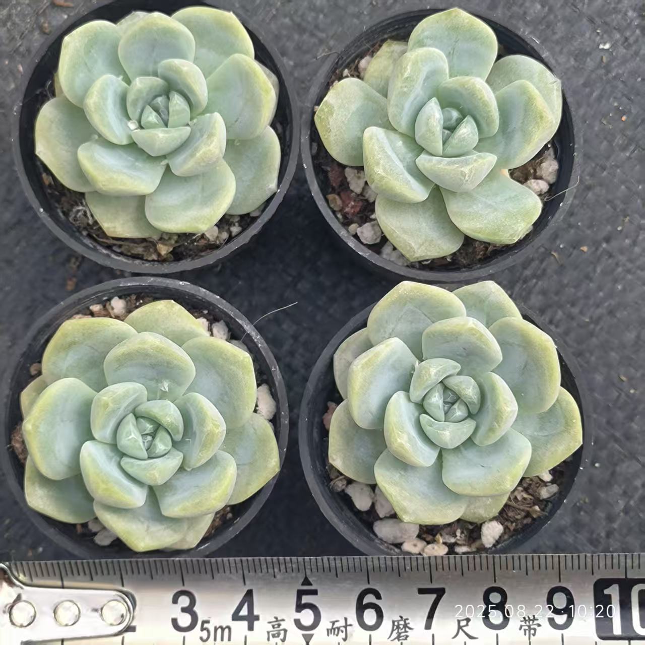 LYC191 アイスグリーン(6.5cm pot)
