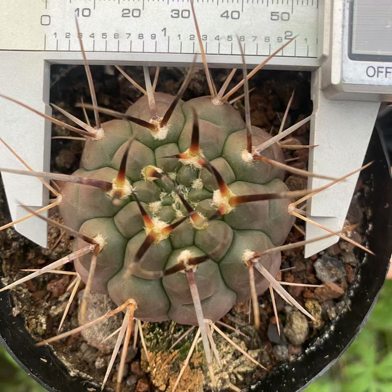 ZL488 スキケンダントジー(5.5cm pot)