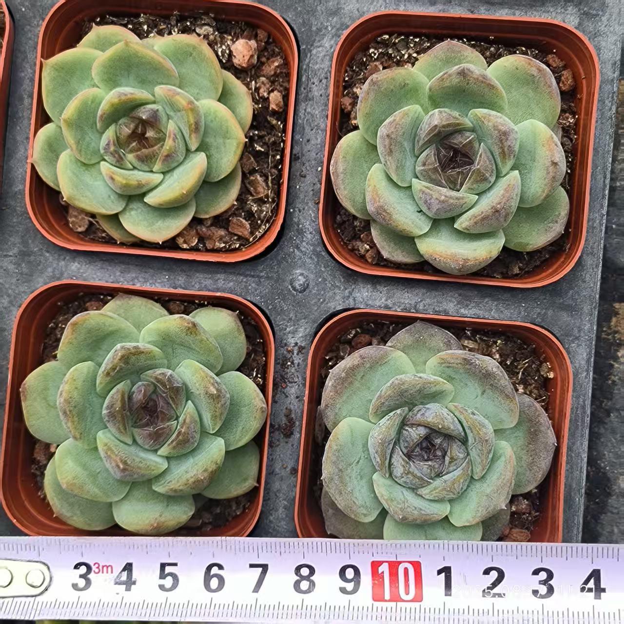 DX086 チーズブルーベリー (7cm pot)