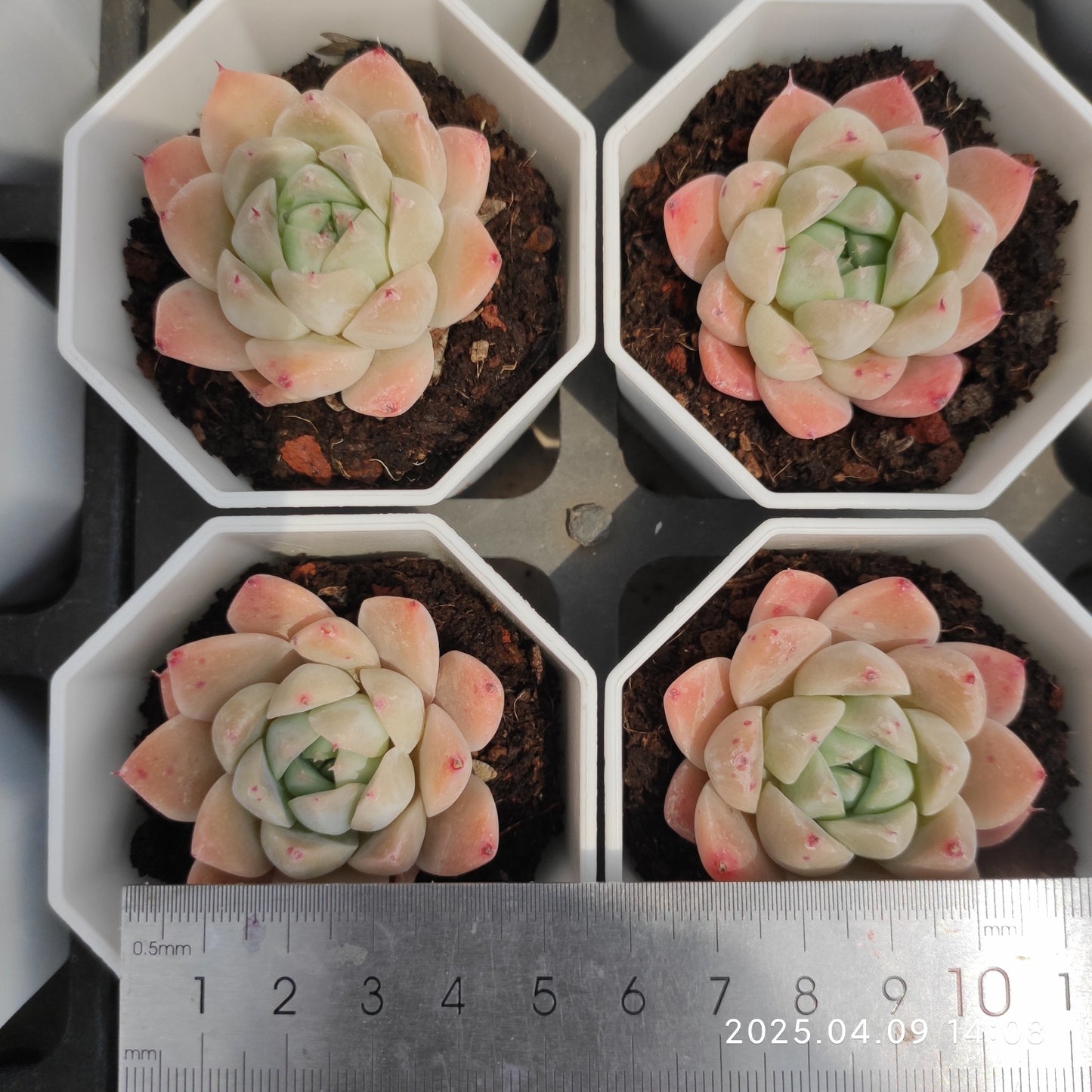 YBB136 ドリームスーツ(50cm pot)