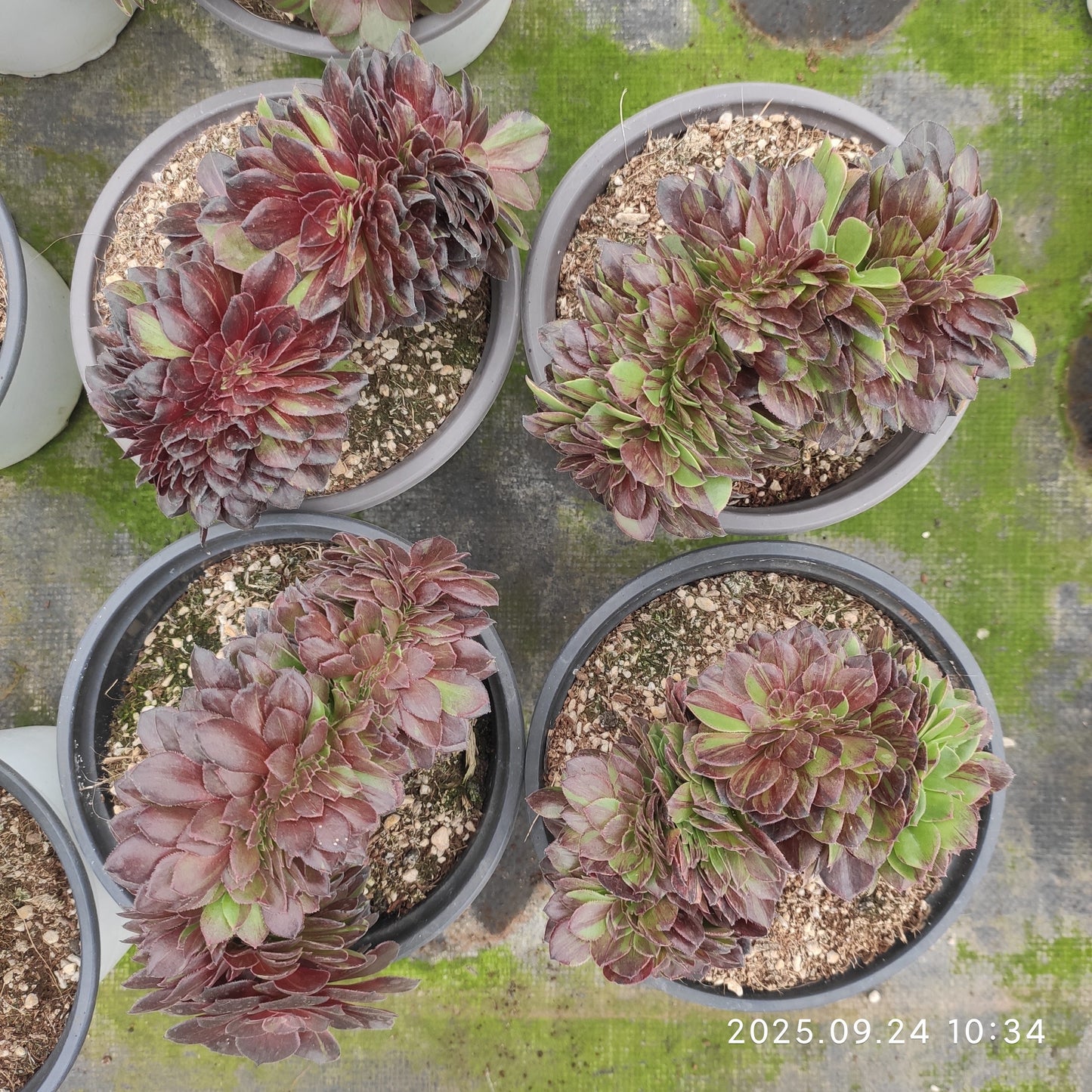 ON663 ムーン ナイト 綴化(20cm pot)