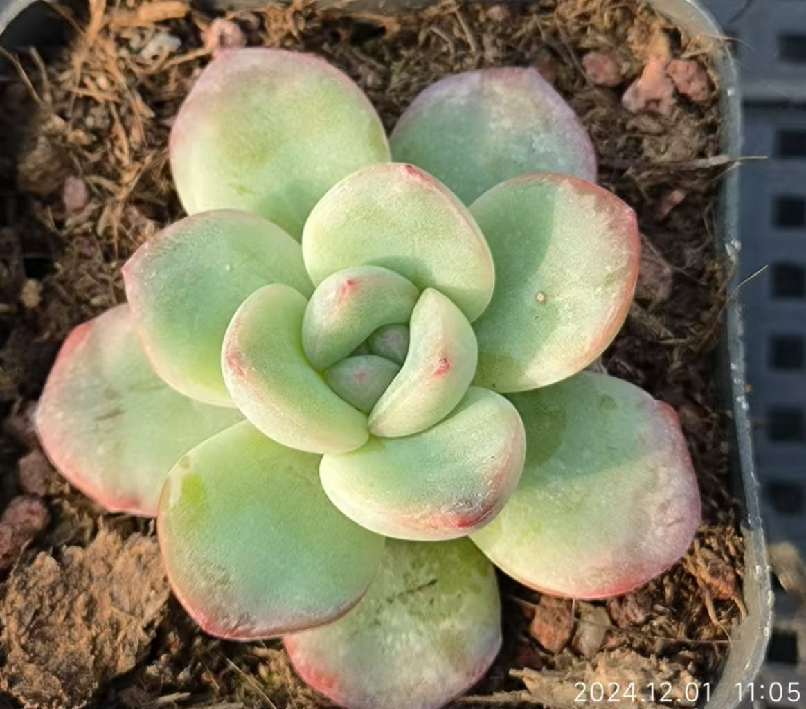 LYC161 アマビレ(6.5cm pot)