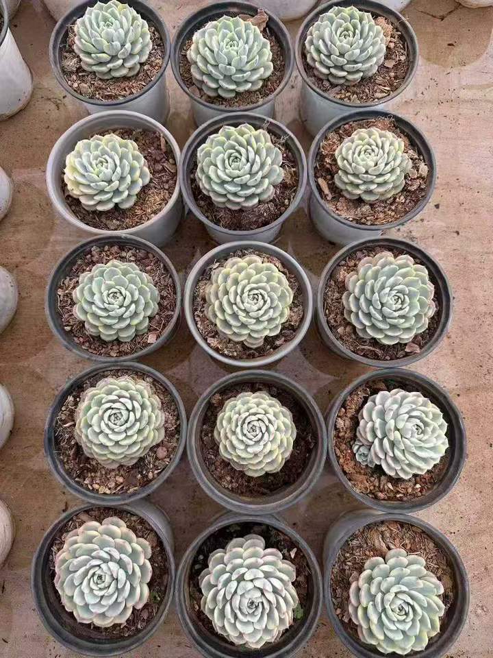 T26581 ホワイトミニマ錦