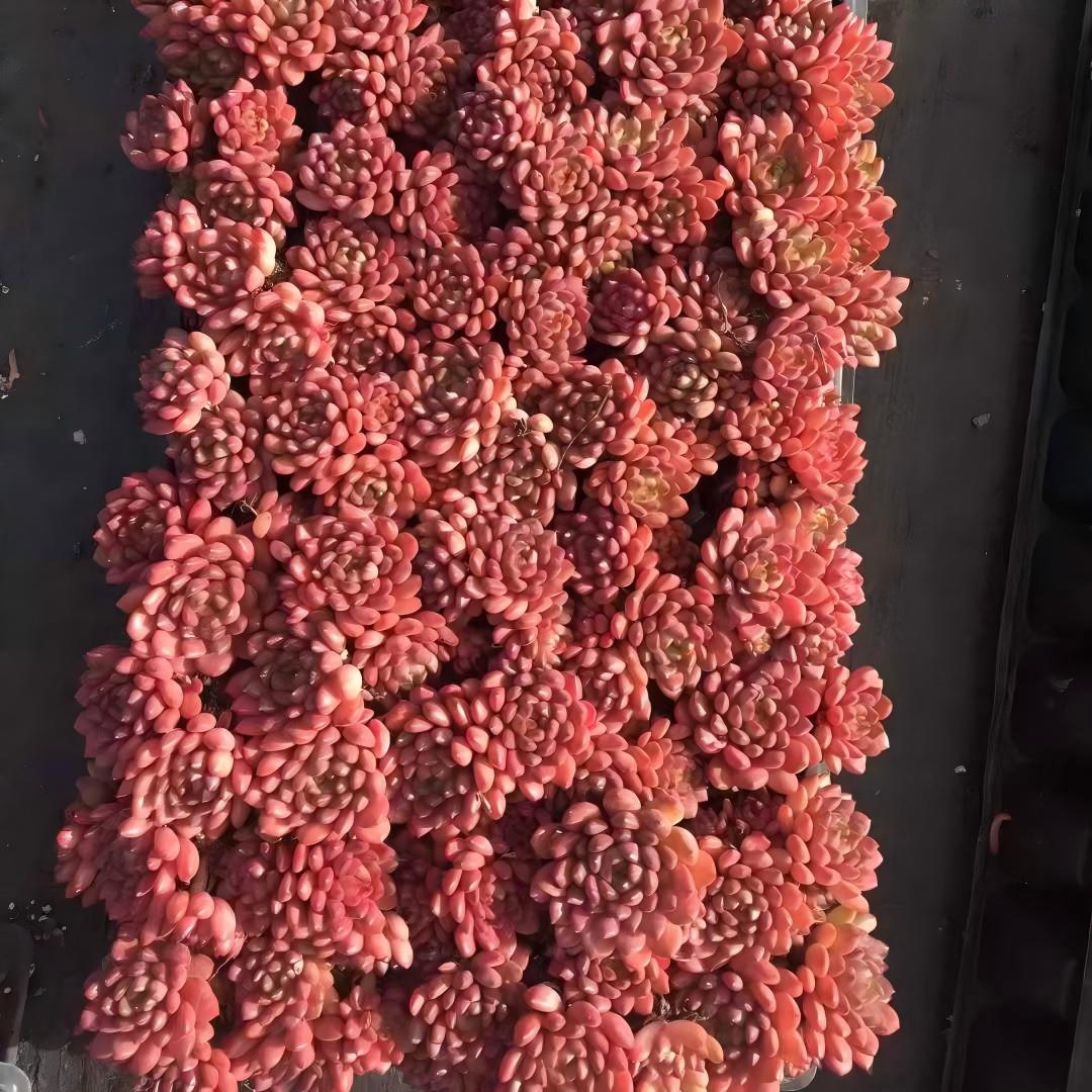 24496 ピンクルビー