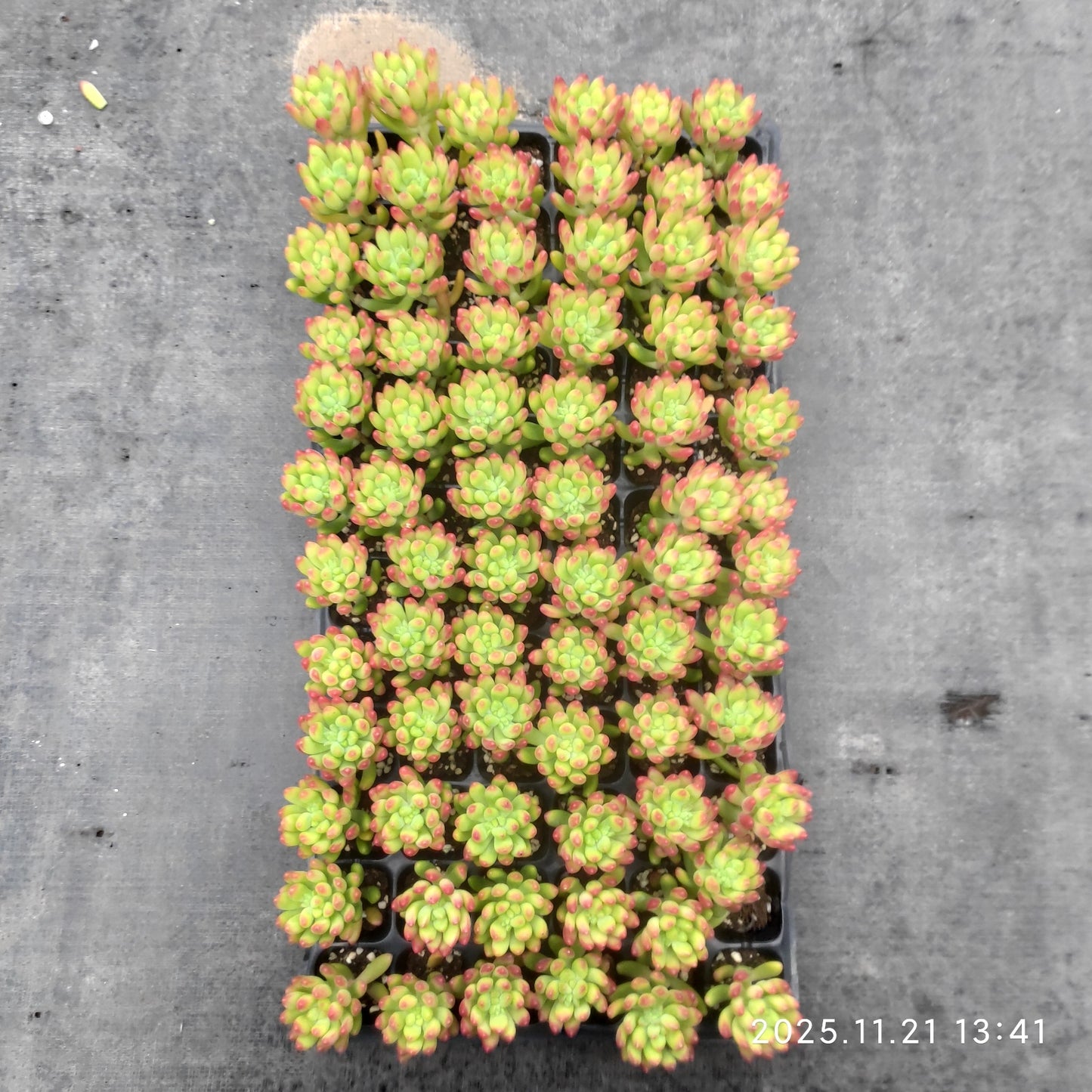 22236 アリス エブンズ(3cm pot)(ポット苗)