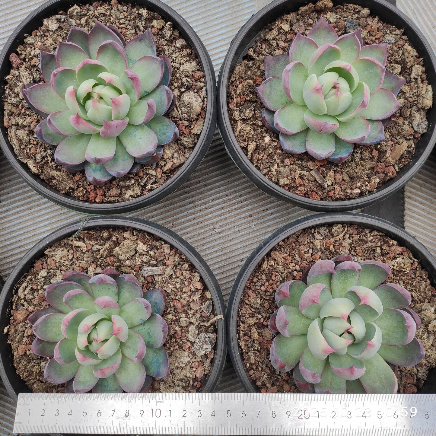 THEH001 カシオ(18cm pot)