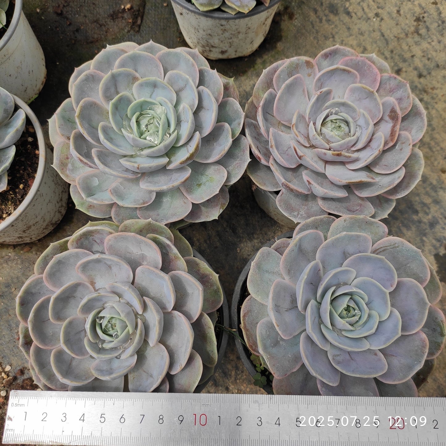 NGN364 ブルーサプライズ(12cm pot)