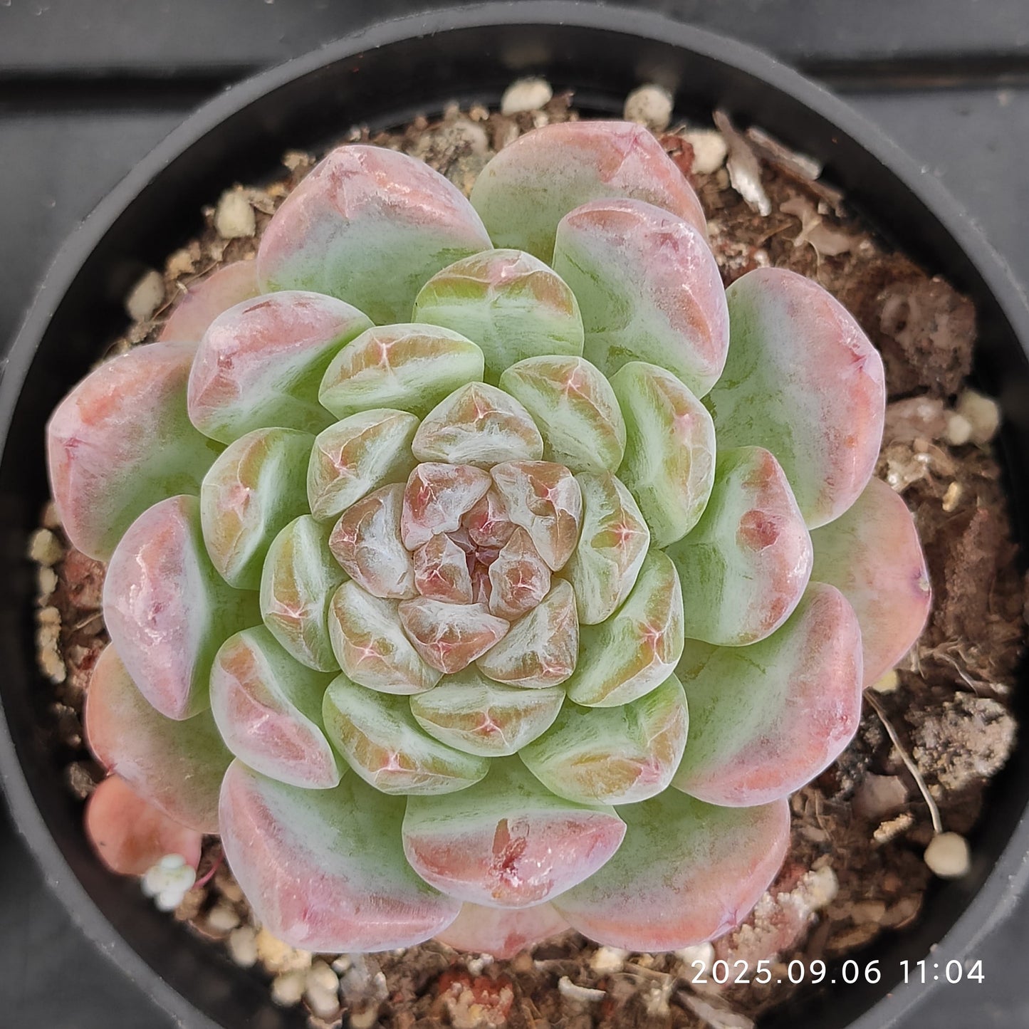 RC147 アイス(9cm pot)