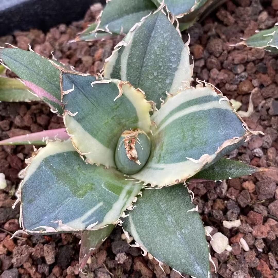 MH298 アガベ チタノタ 白鯨錦(7cm pot)