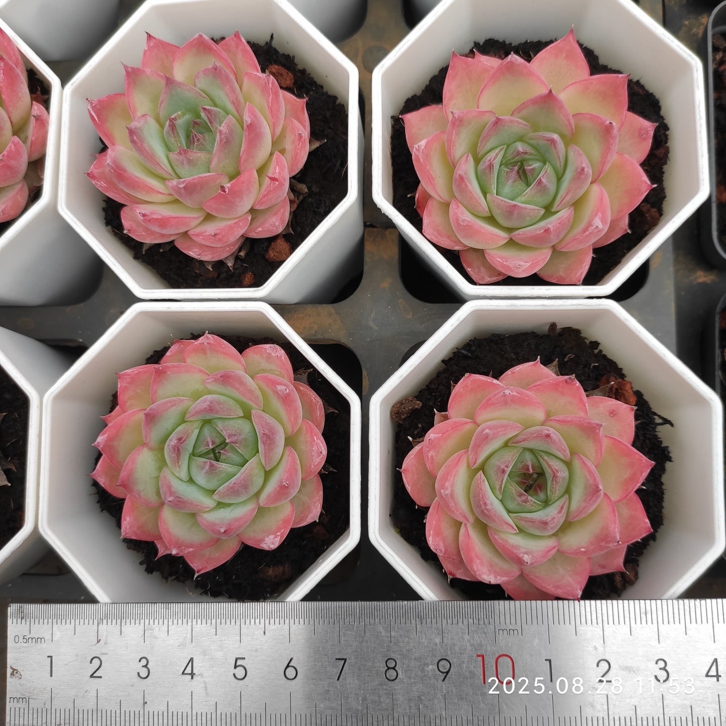 YBB023 ピンククリスタルローズ(7cm pot)