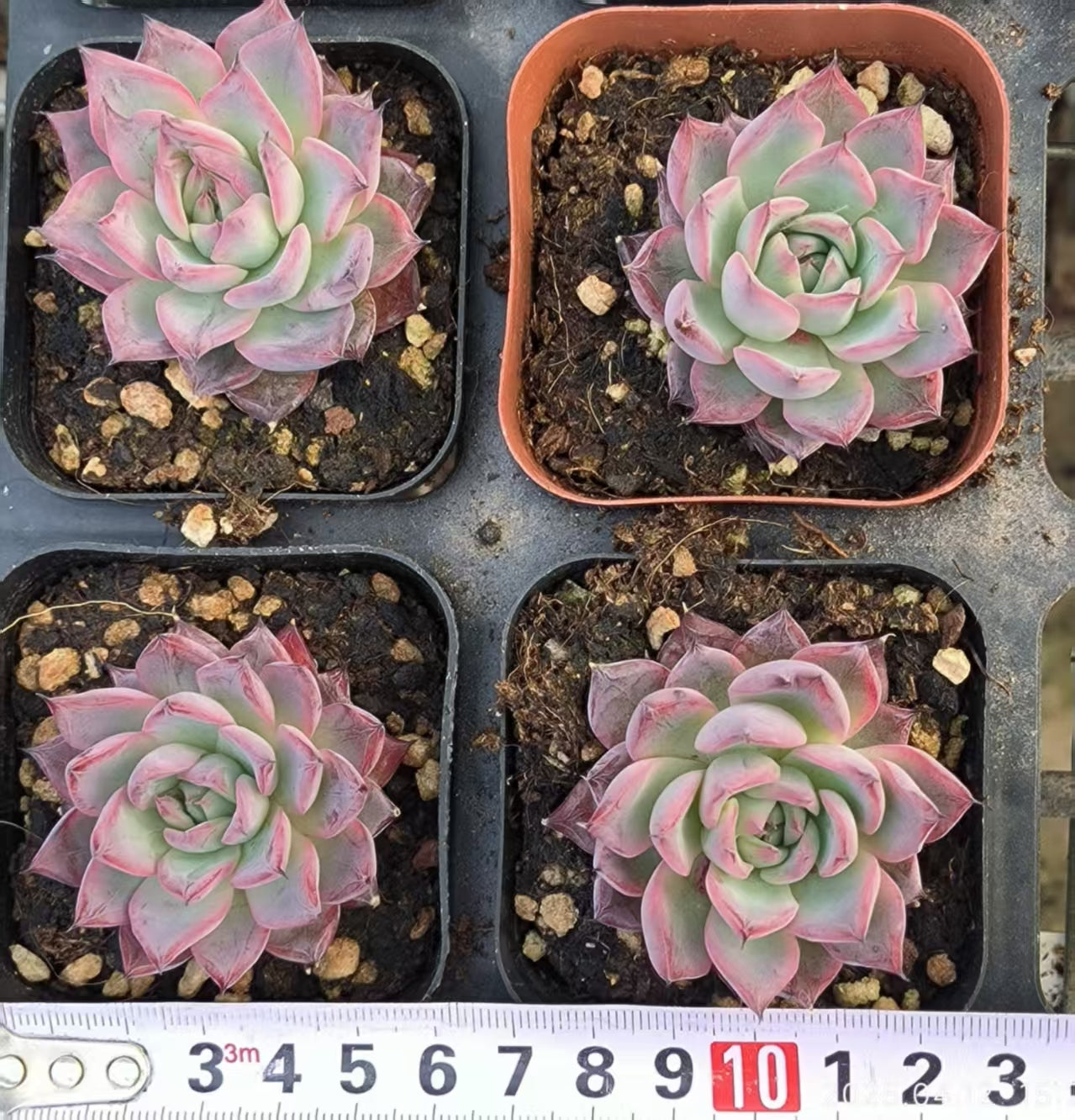LG704 ブラックスワン(6.5cm pot)
