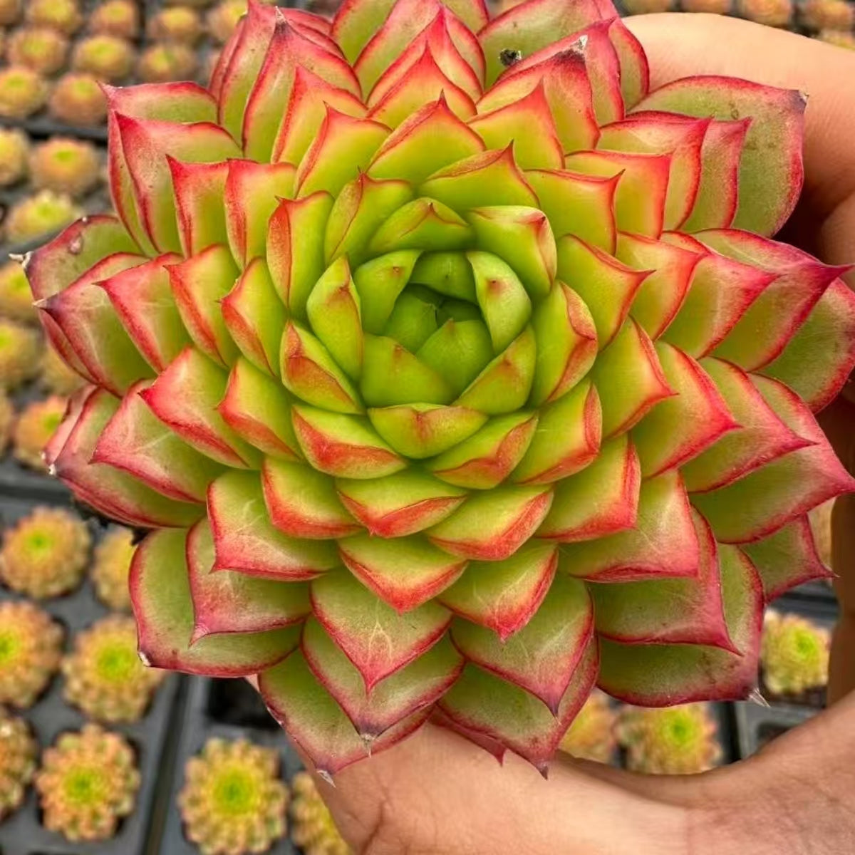 QNY167 ボーン スプレマシー(7cm pot)