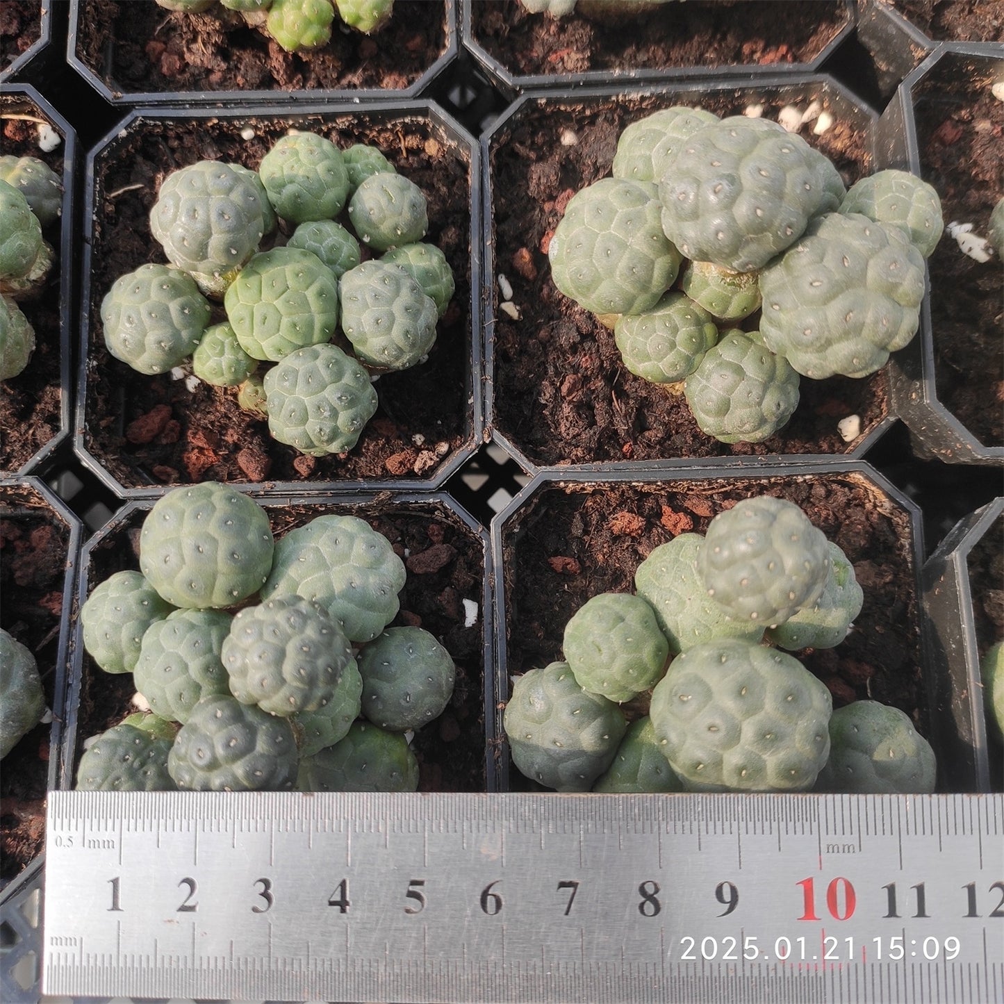 9560 プナ・ポンニアエ(7cm pot)