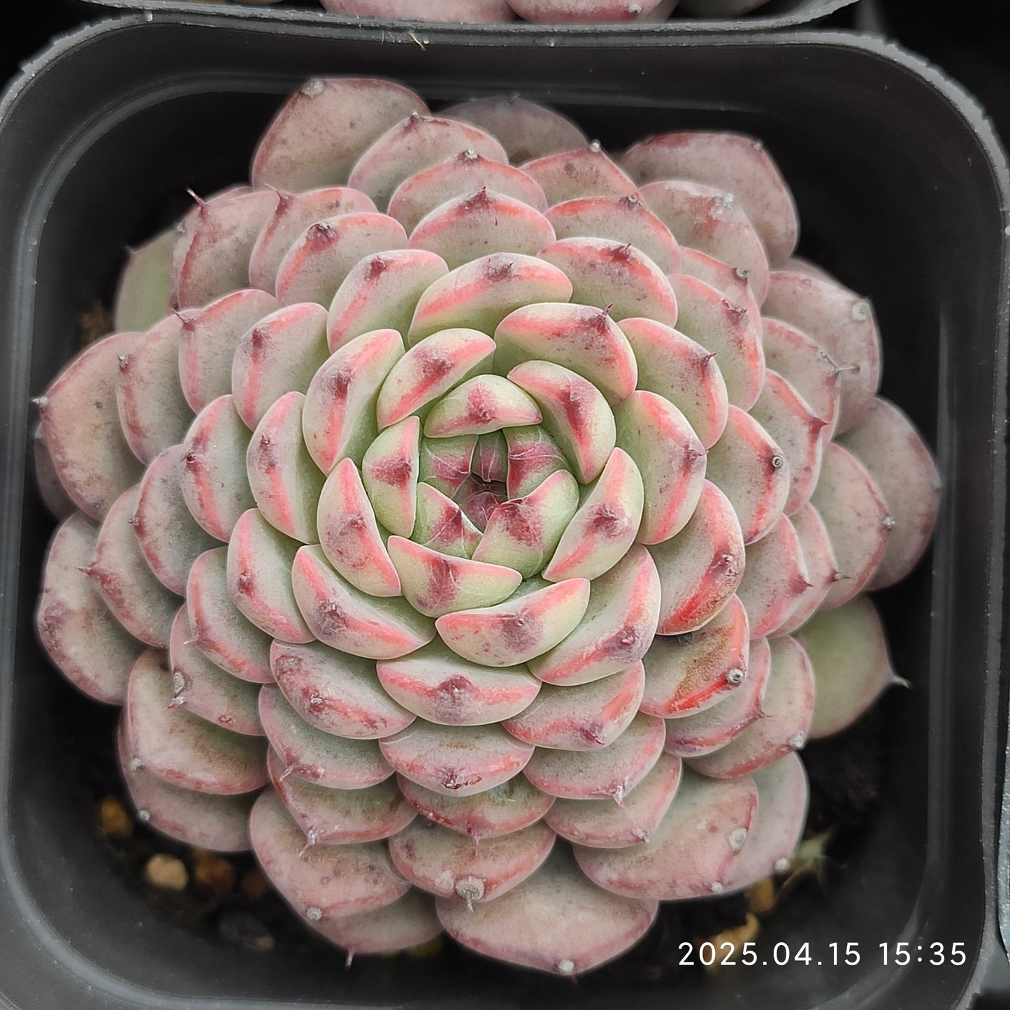 QN378 ブルーミニマ(7cm pot)