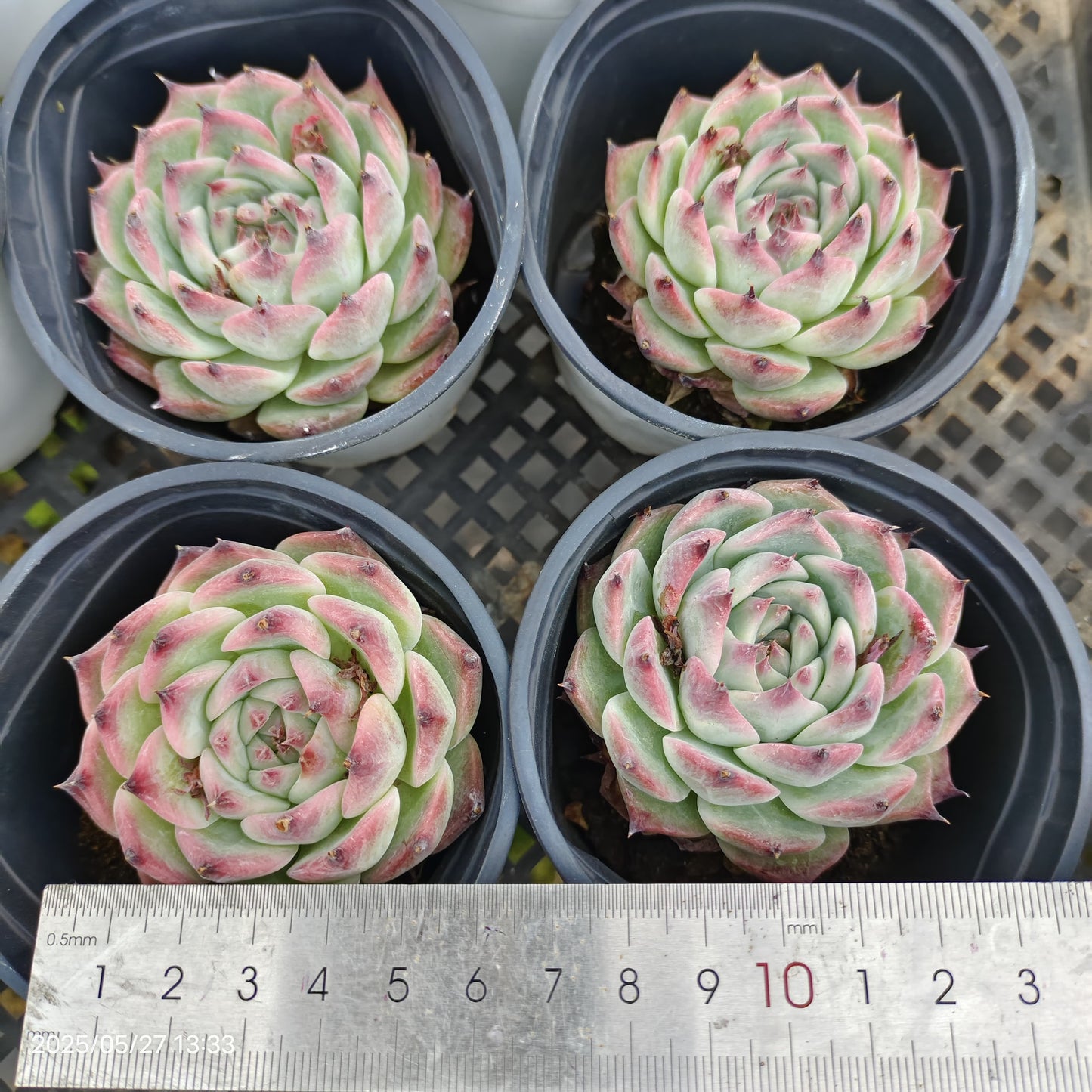 0353 チワワエンシス(9cm pot)