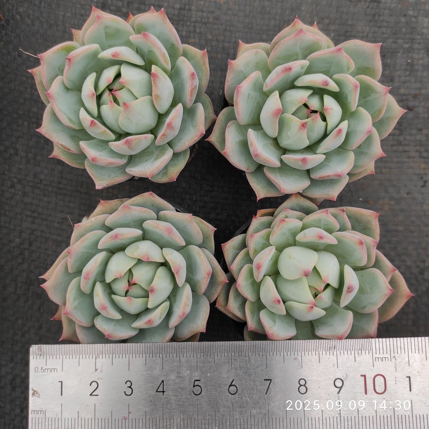 MMT791 プリズム(5.5cm pot)