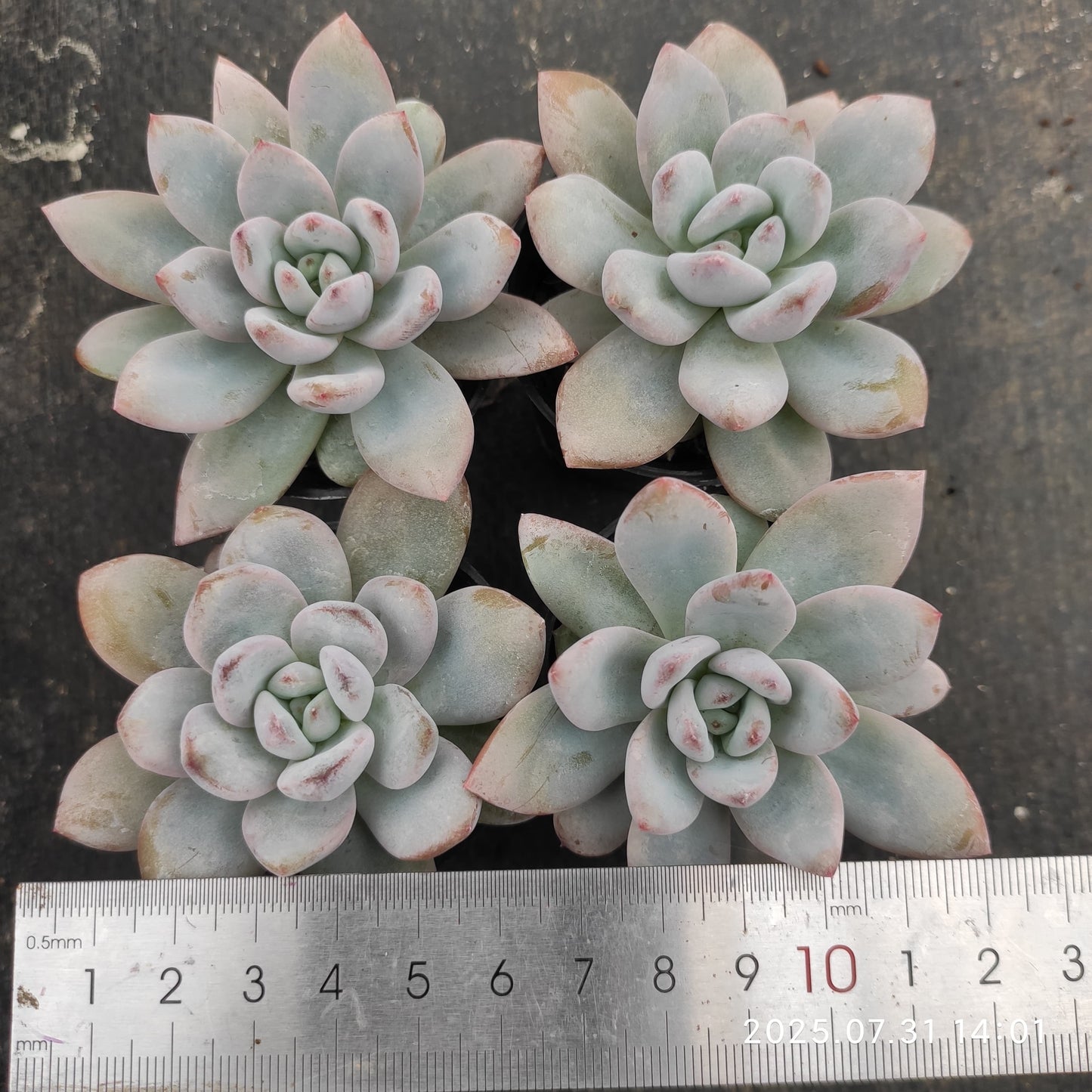 MMT860 スパーク スノー(5.5cm pot)