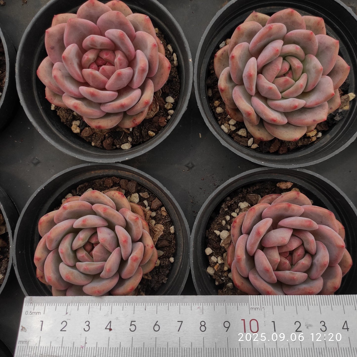 RC050 アリエル(9cm pot)
