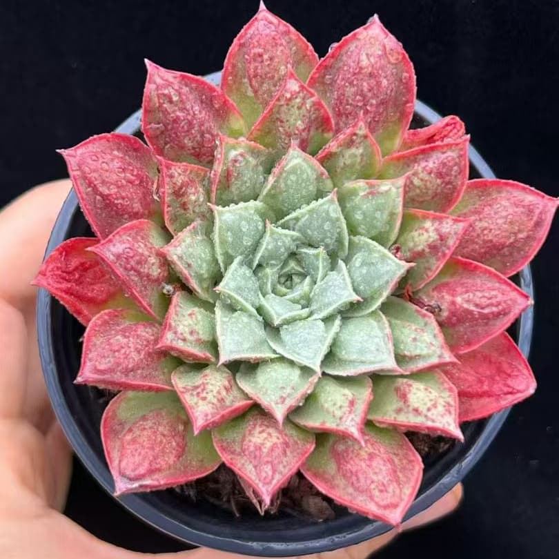 BL2056 ロンギシマドロップス(9cm pot)