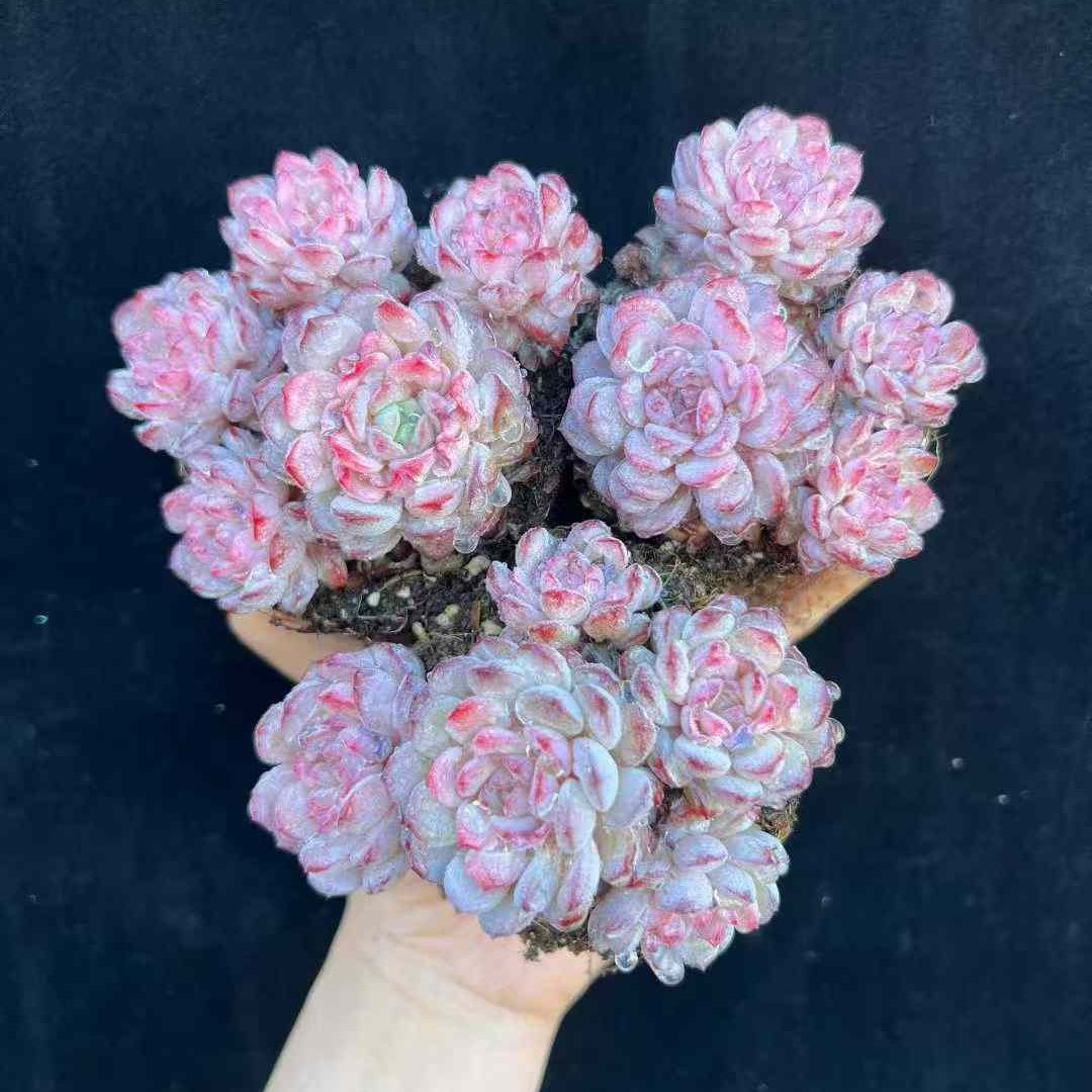 23596 ルービン(9cm pot)