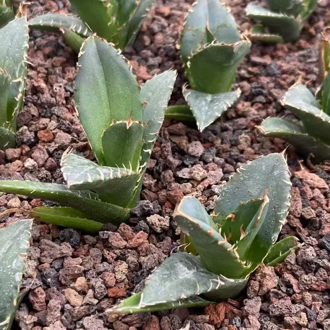 MH295 アガベ チタノタ レッド キャットウィーズル(赤猫)(5cm pot)