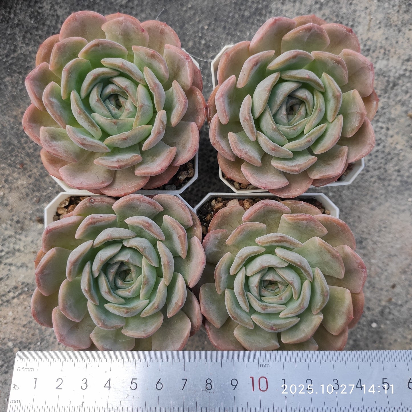 21817 オンスローHyb(7cm pot)