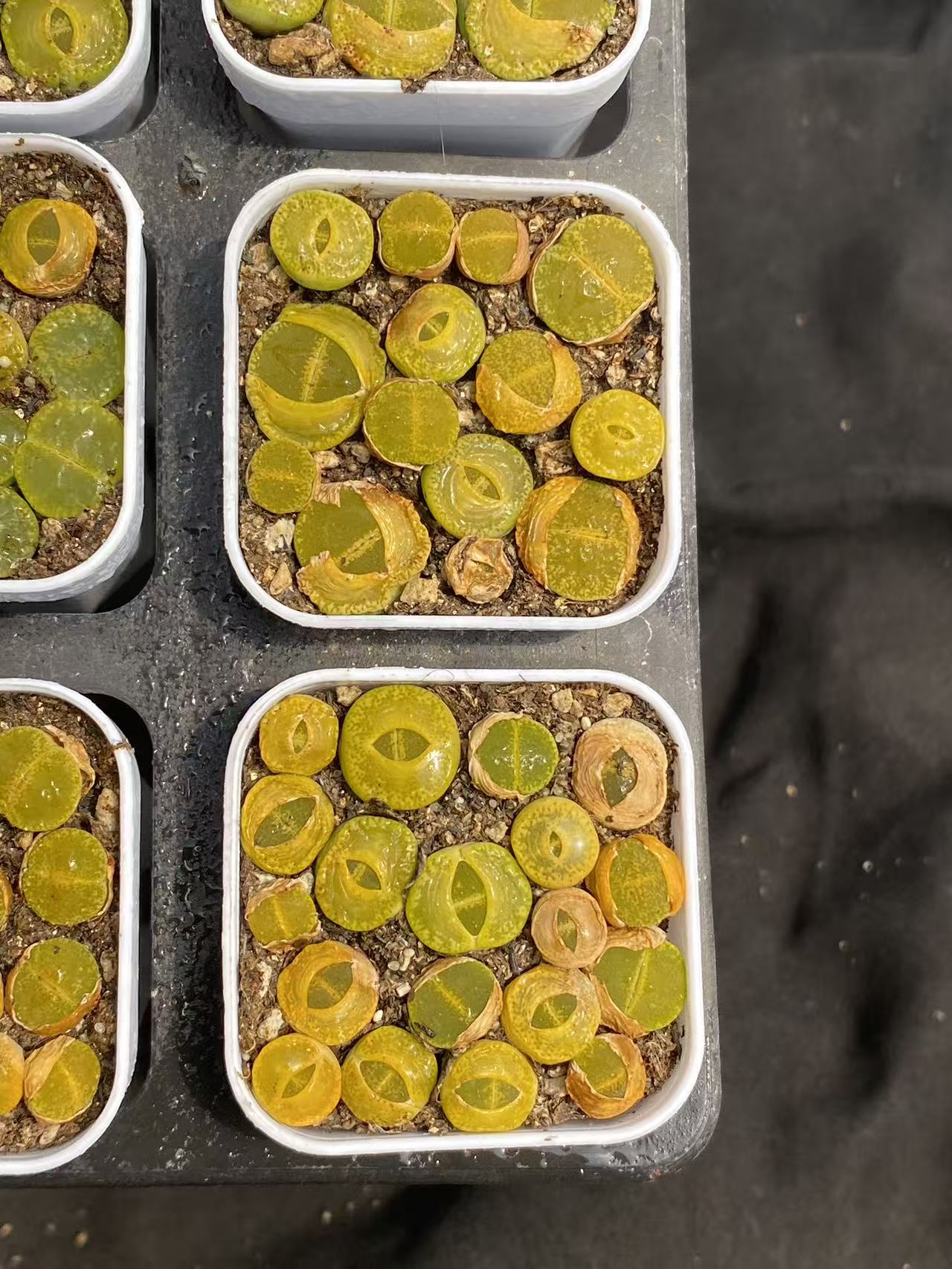 23008 グリーン サンシャイン