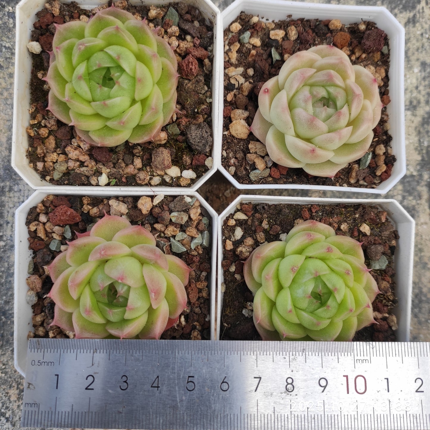 21805 マルギャンHyb(7cm pot)