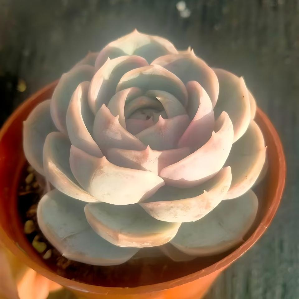 261991 ブルーサプライズ