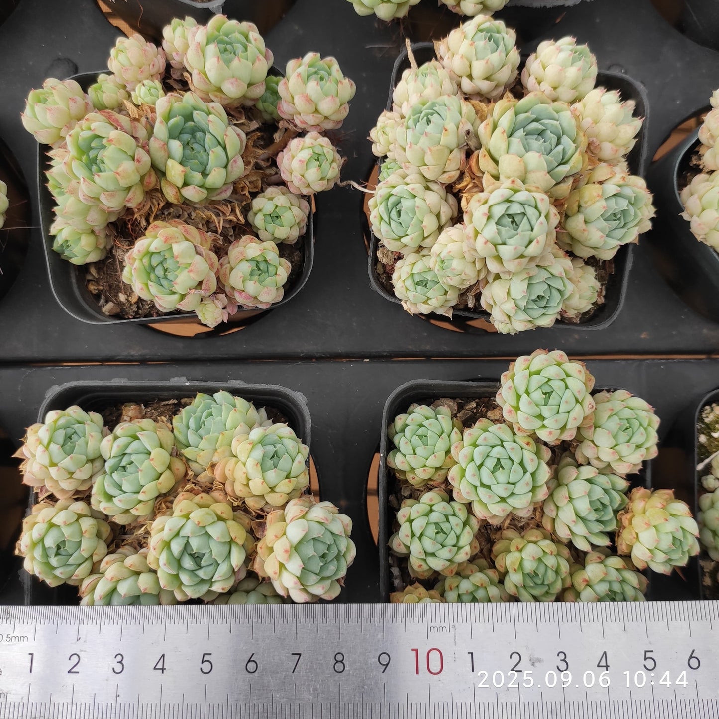 RC127 ボールオブファット(7cm pot)