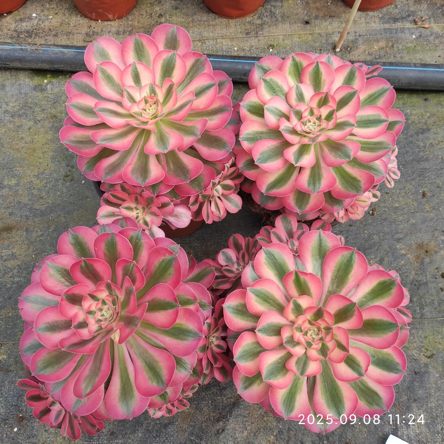 GDX013 アエオニウム ウィッチ(18cm pot)