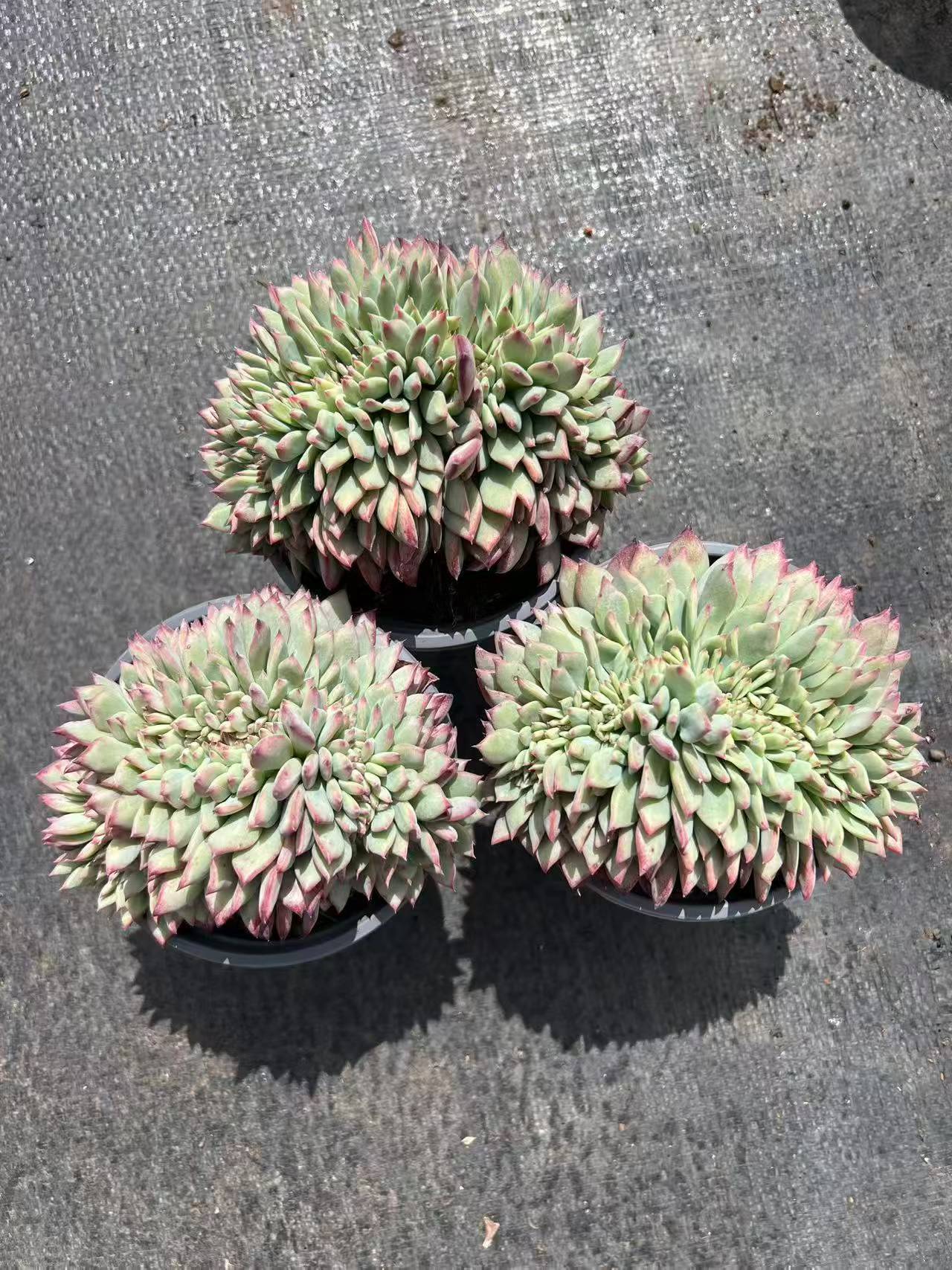 26833 ラタム 綴化