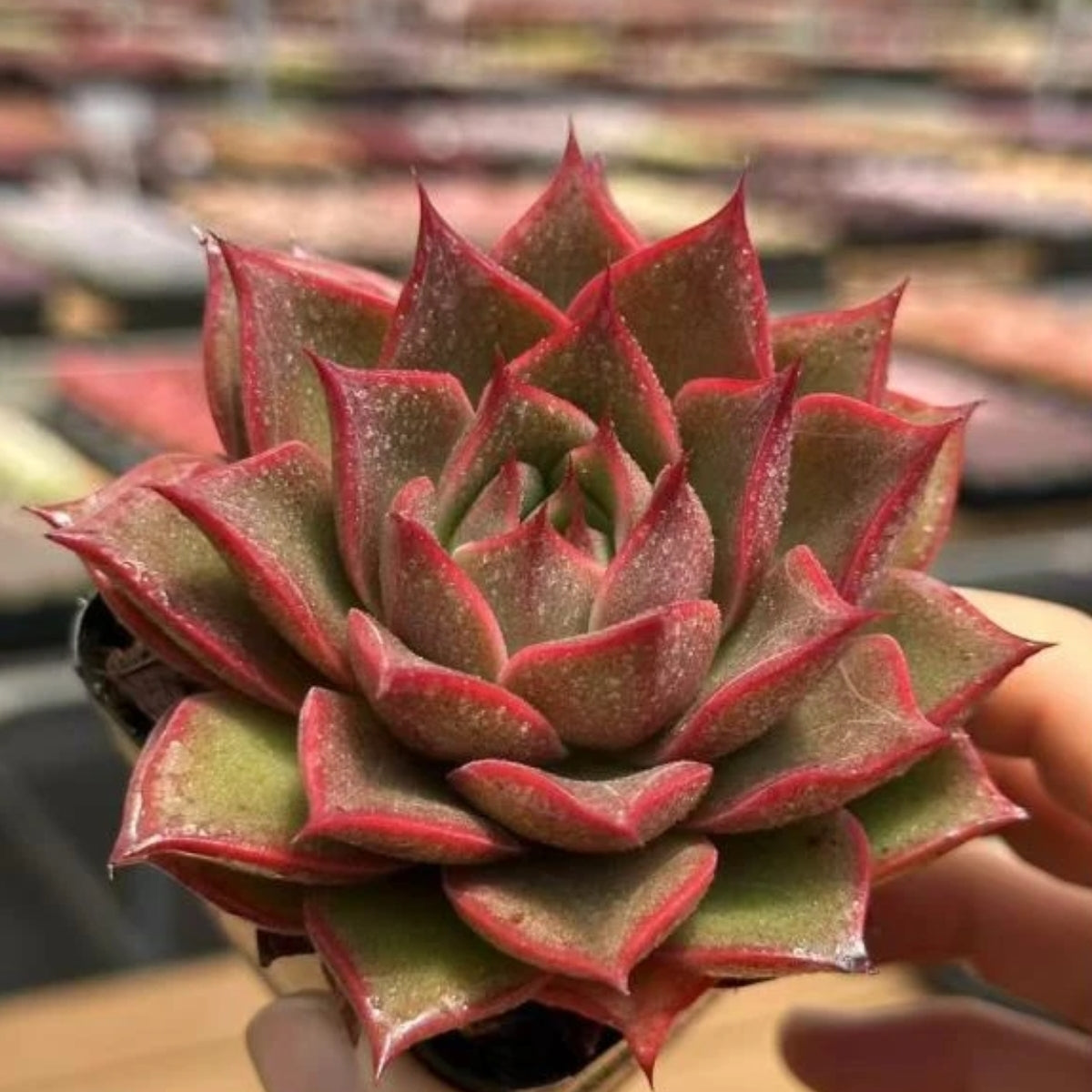 QNY183 マングローブ(7cm pot)