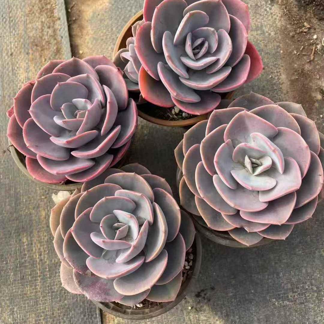 259811 ダスト ローズ