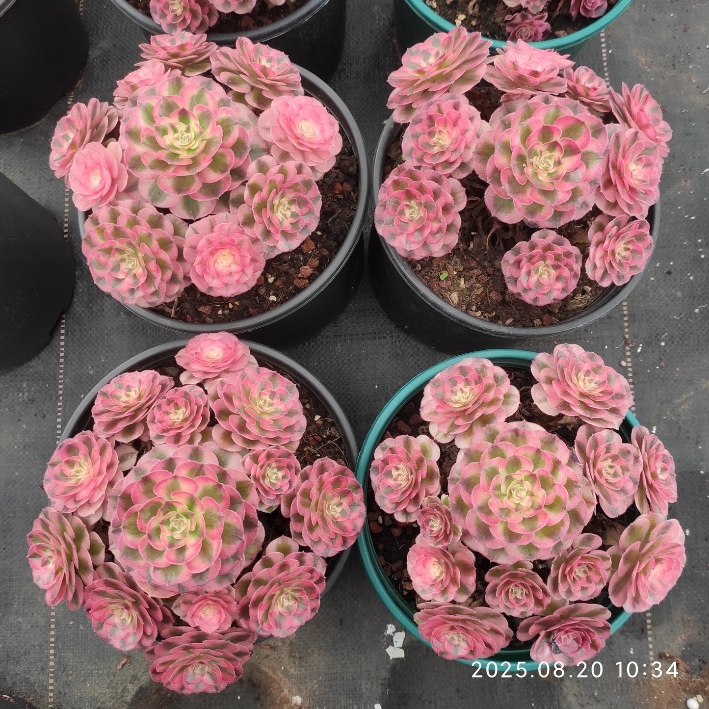 YF461 アエオニウム ゴージャス(18cm pot)