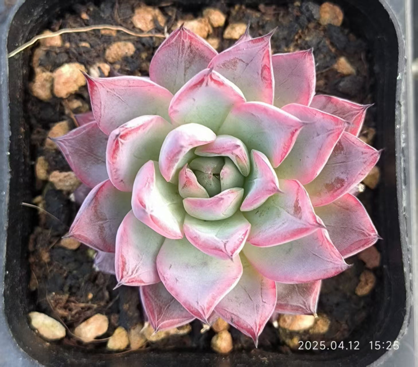LG704 ブラックスワン(6.5cm pot)