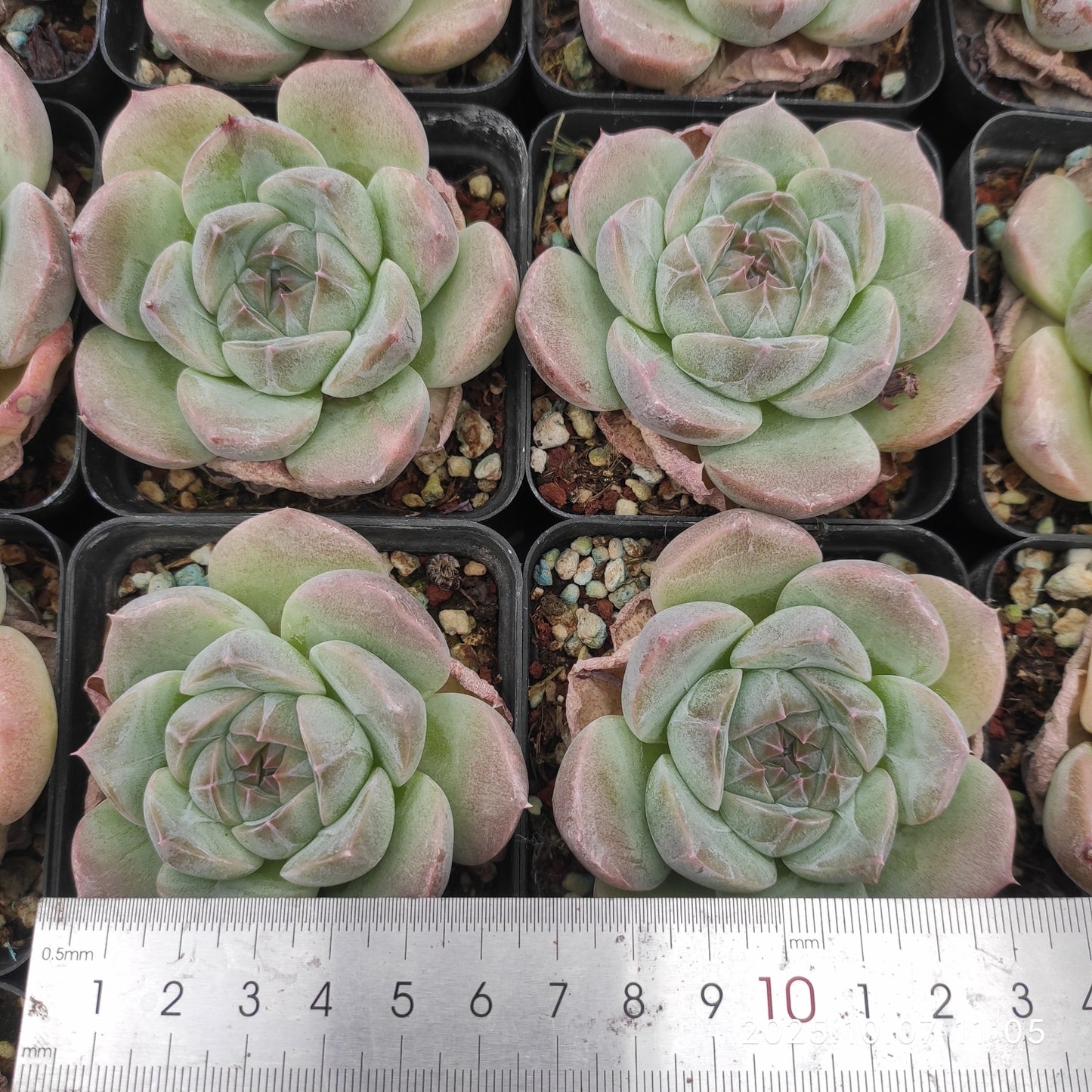 XQ1453 シック モンローHyb(7cm pot)